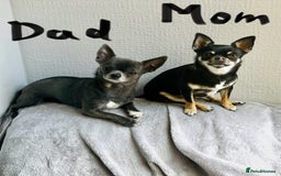Chihuahua dogs for sale: Pure bred Chihuahua puppies - Image 31