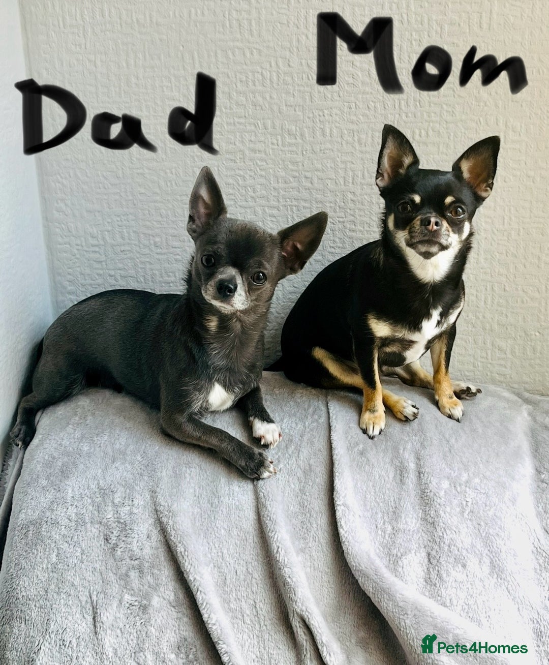 Chihuahua dogs for sale: Pure bred Chihuahua puppies - Image 31