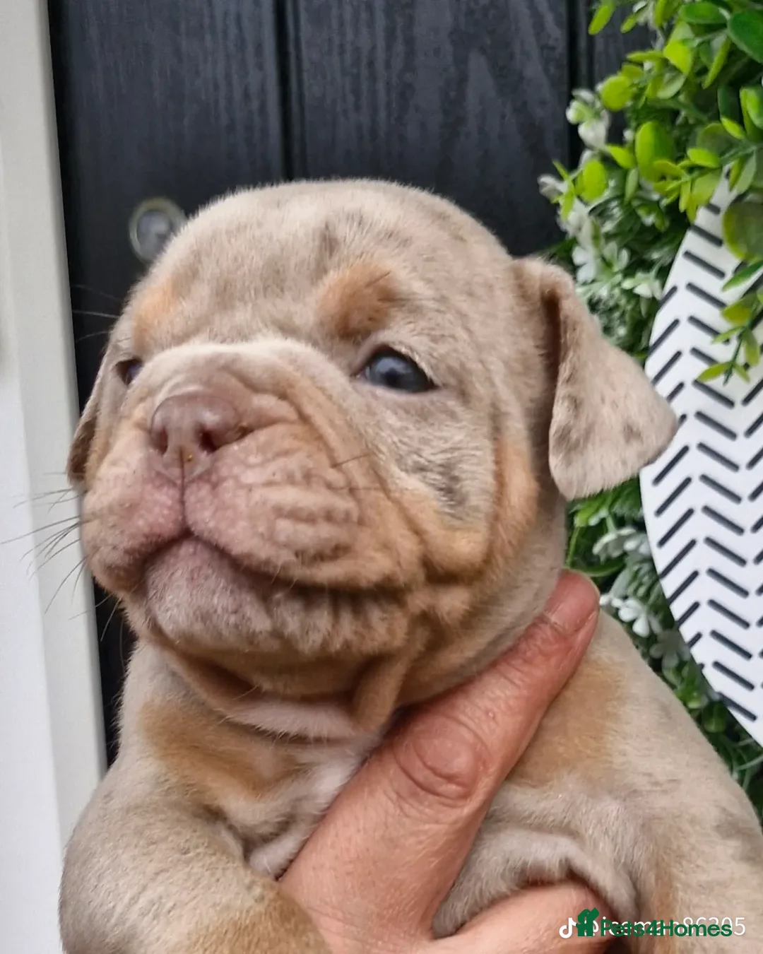 Olde English Bulldogge dogs for sale: Olde English Bulldogs - Advert 5