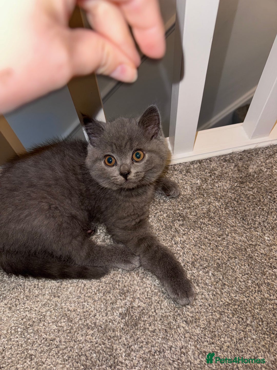 British Shorthair cats for sale: British shorthair kittens 🐈‍⬛ - Advert 38