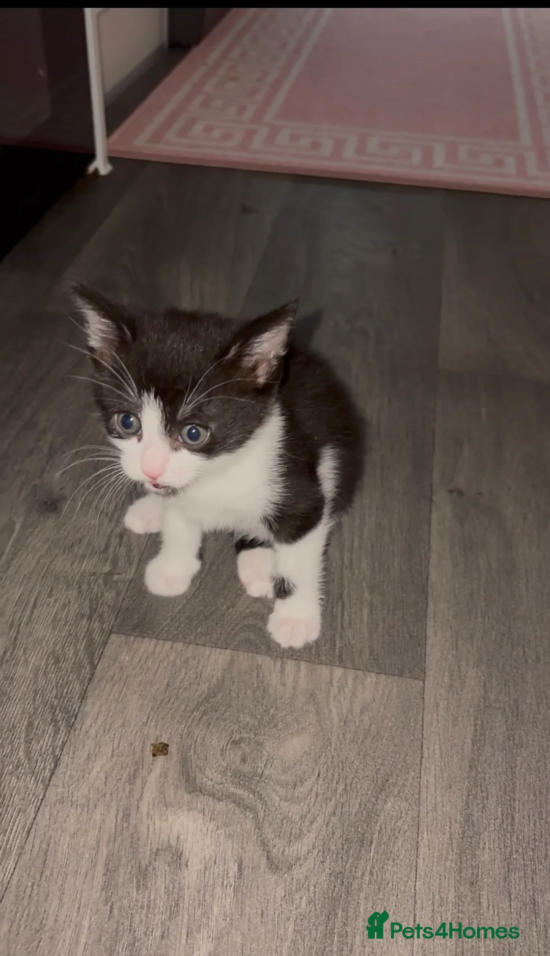 Mixed Breed cats for sale: Cute Black and white kitten-including ALL supplies in London - Advert 1