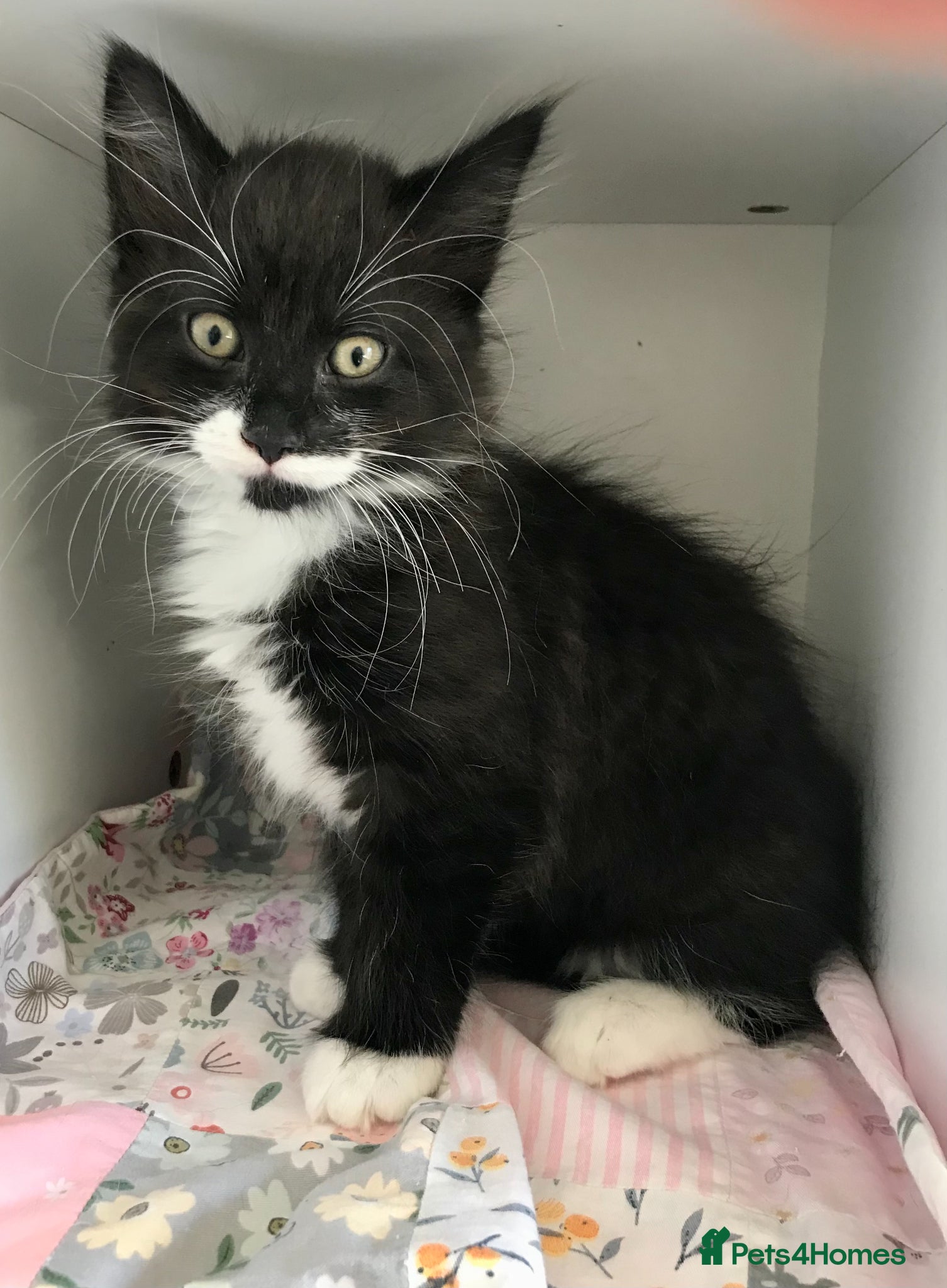 Mixed Breed cats 1 kitten available today 24/4/26  - Advert 10