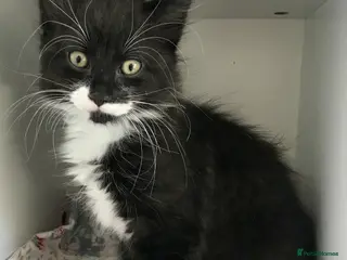 Mixed Breed cats 1 kitten available today 24/4/26 - Advert 11