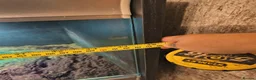 Tortoise reptiles for sale: Red foot tortoise with vivarium  in Walsall - Advert 6