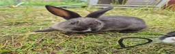 Dutch rabbits for sale: Awsome Dutch kits  - Advert 2