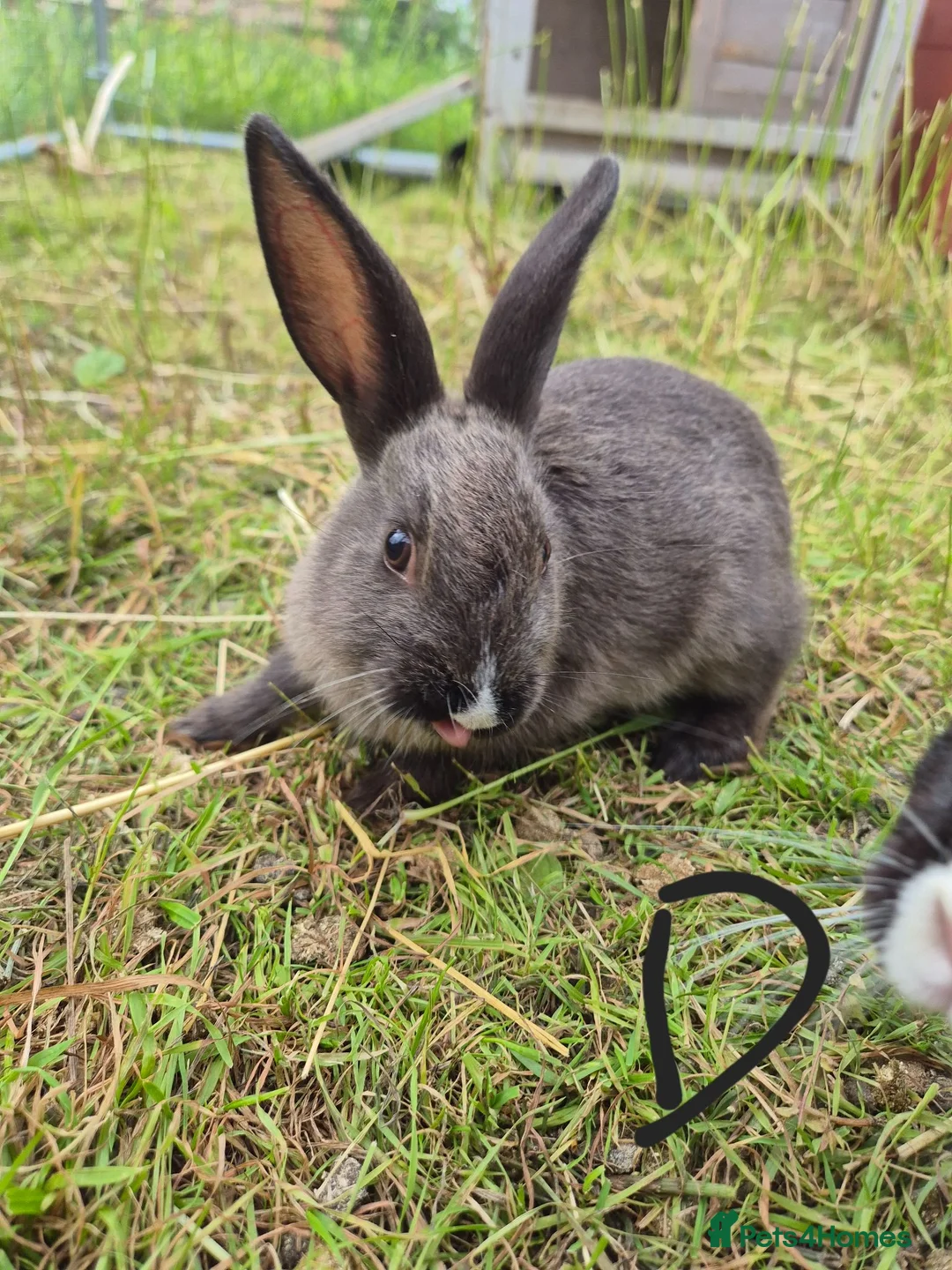 Dutch rabbits for sale: Awsome Dutch kits  - Advert 2