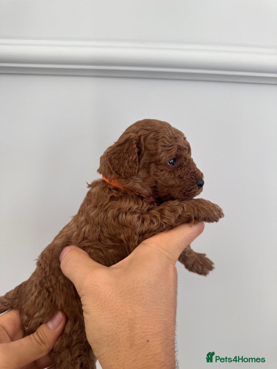 Cockapoo dogs for sale: ✨ Stunning F1b Cockerpoo Puppies Available ✨ - Advert 15