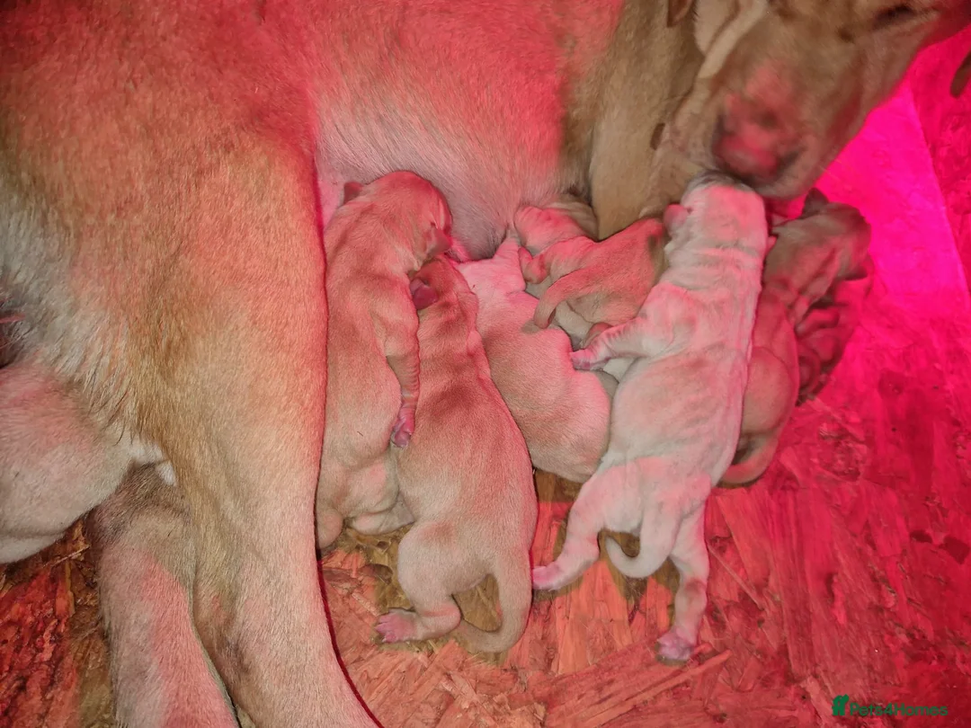 Labrador Retriever dogs for stud: Fox red Labrador ,stud duties (PROVEN) in Hengoed - Advert 11