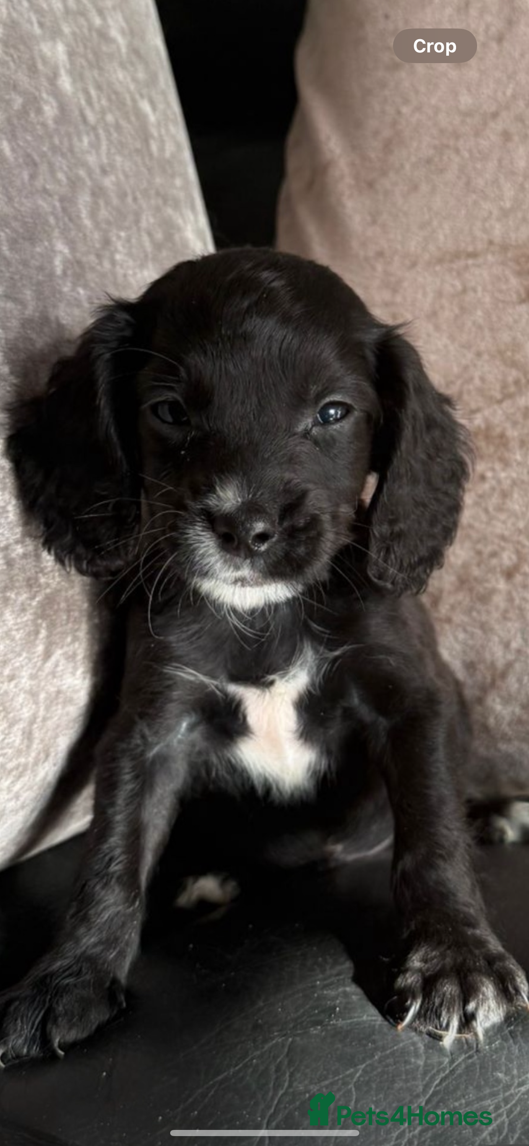 Cocker Spaniel dogs for sale: KC Working Cocker Spaniels available now - Image 21