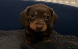 Miniature Dachshund dogs for sale: KC Registered Miniature Dachshund Puppies For Sale - Image 6
