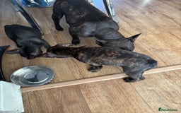 French Bulldog dogs for sale: French Bulldog puppies  - Image 2