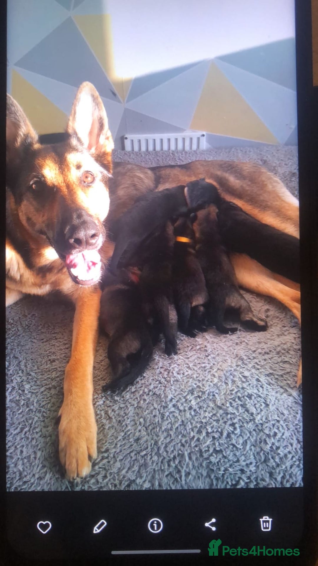 German Shepherd dogs for sale: Beautiful German shepherd puppies  - Advert 1