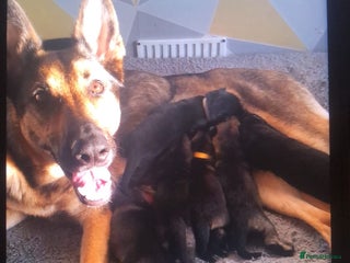 German Shepherd dogs Beautiful German shepherd puppies - Advert 12