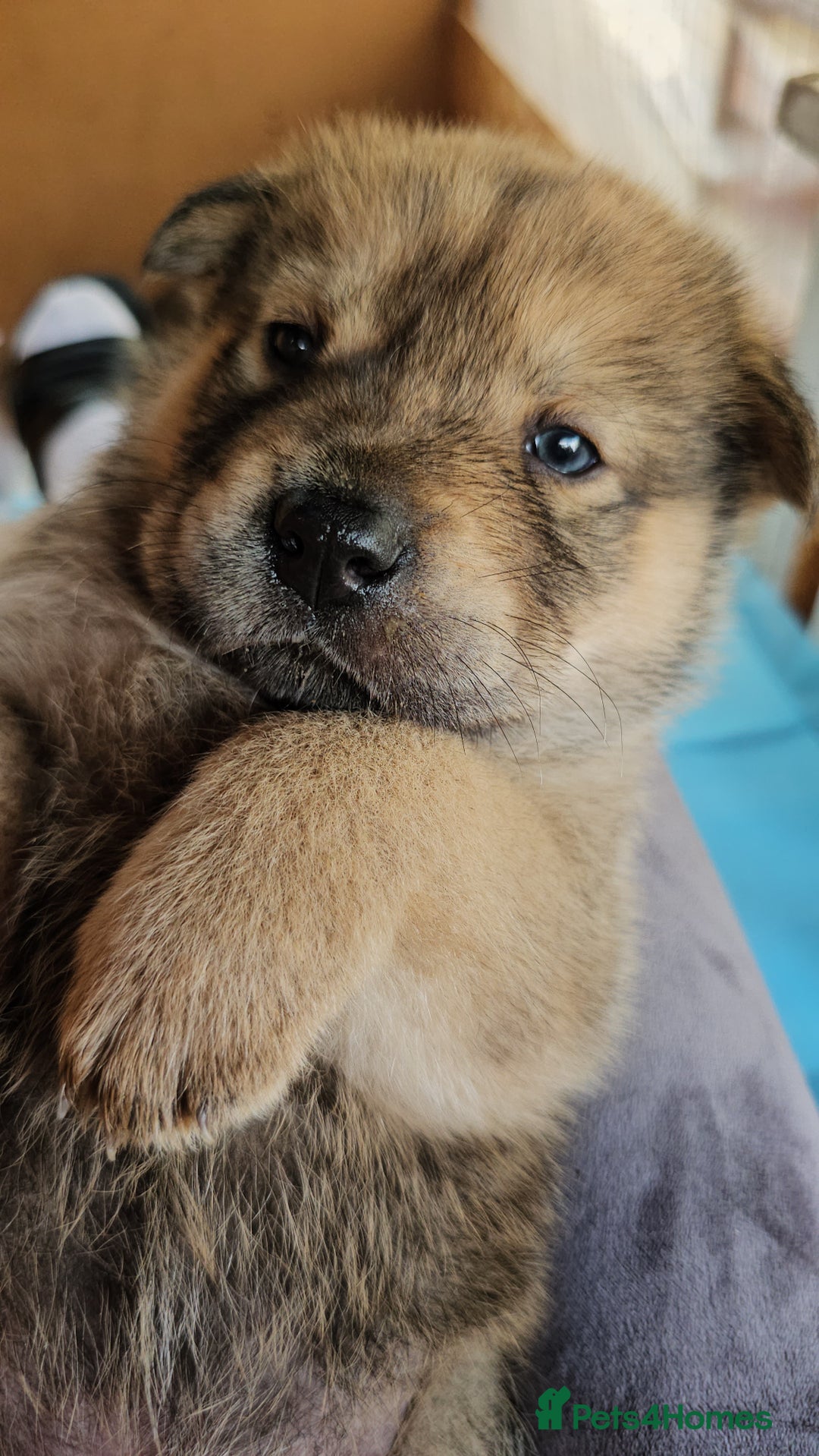 Mixed Breed dogs for sale: Chowsky puppies  chow chow  - Image 12