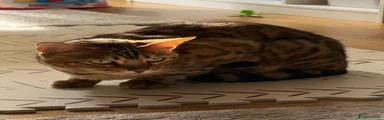 Bengal Kitten 1