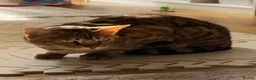 Bengal cats for sale: Bengal Cat For Sale - Advert 15