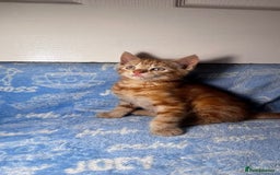 Mixed Breed cats for sale: 3 Lovely Kittens - Image 29