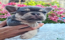 French Bulldog dogs for sale: Big Perm, fluffy and furnished frenchies  - Image 28