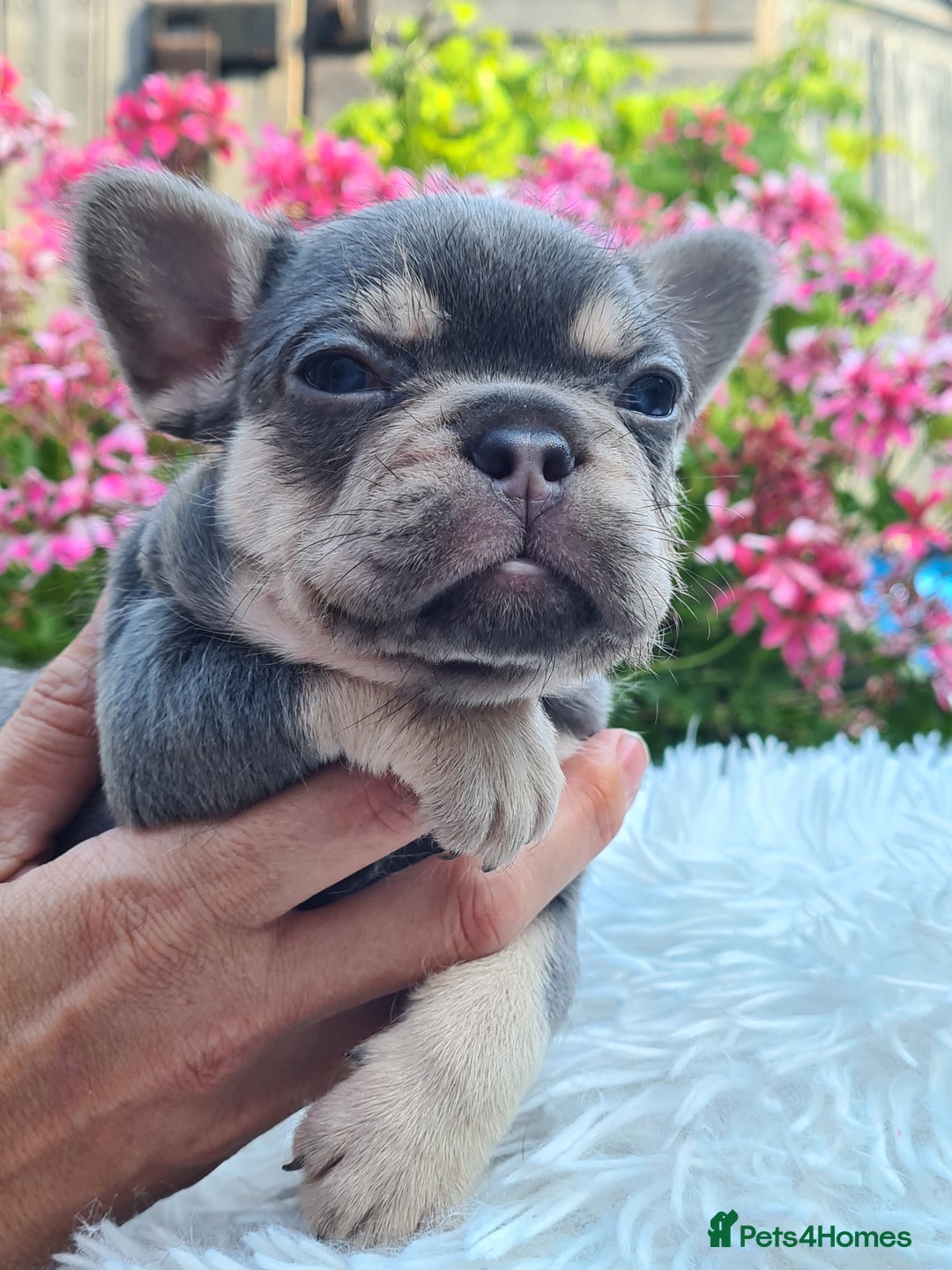 French Bulldog dogs for sale: Big Perm, fluffy and furnished frenchies  - Image 28