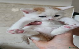 Selkirk Rex cats for sale: Adorable Selkirk Rex Kittens (Straight ) - Image 14