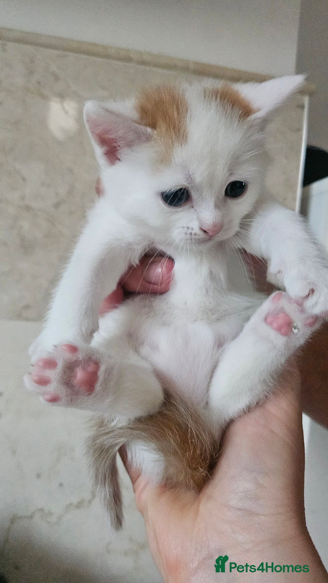 Selkirk Rex cats for sale: Adorable Selkirk Rex Kittens (Straight ) - Image 14