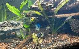 Cichlids fish for sale: Polar Blue Parrot Fish - Image 5