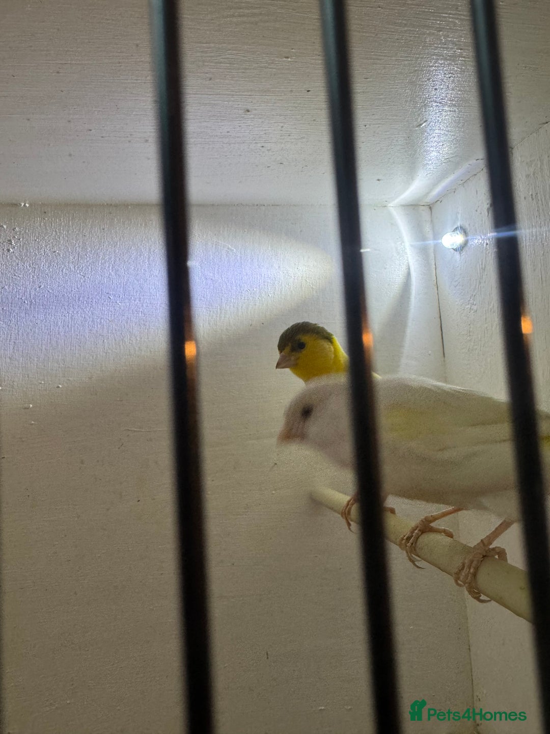 Canaries birds for sale: Canaries, budgies and love birds  - Advert 6