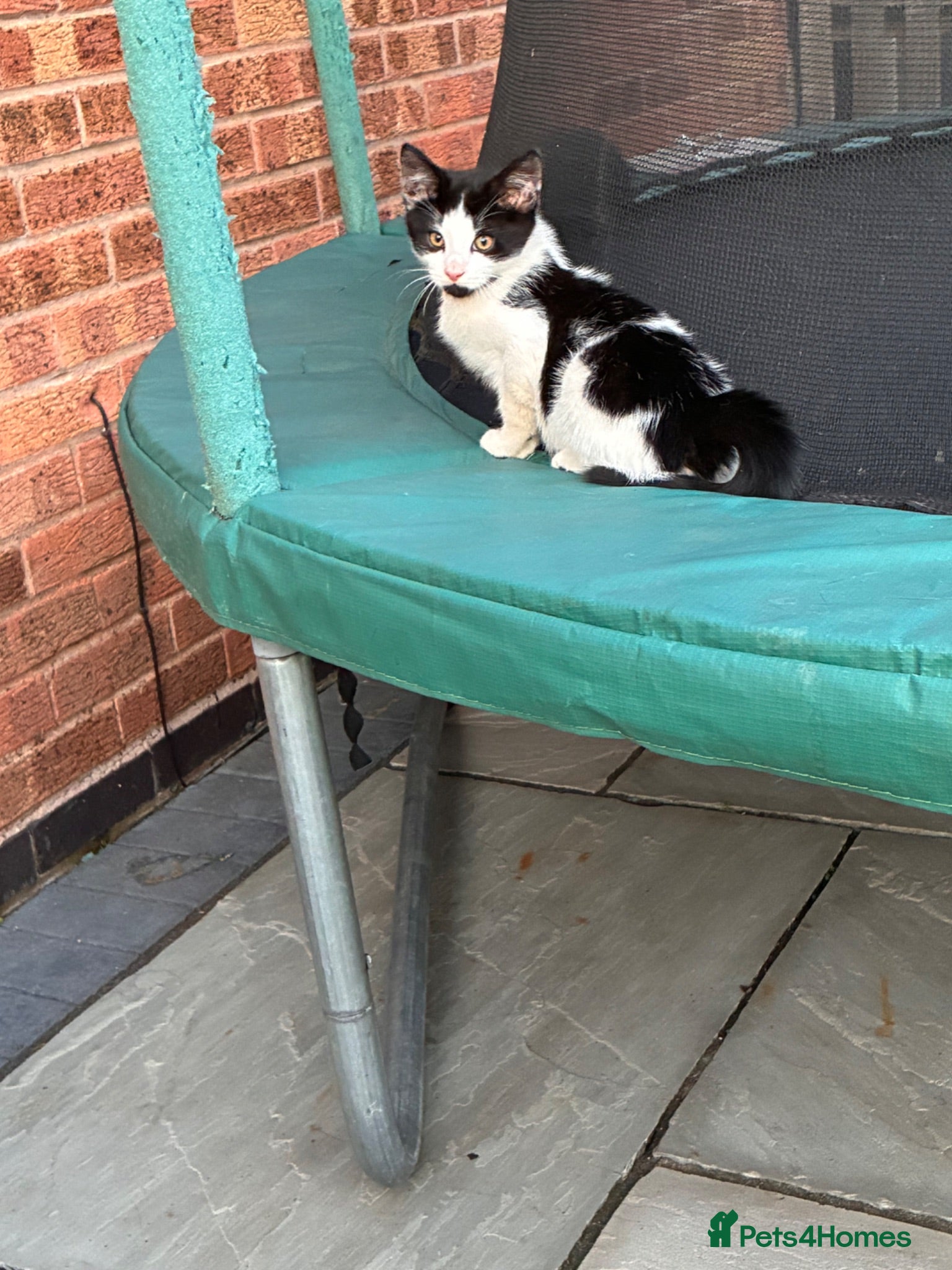 Mixed Breed cats 5 beautiful kittens for sale  - Advert 1