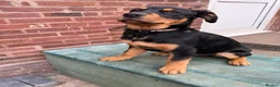 Rottweiler dogs for sale: Last 3 puppies of litter - Advert 3
