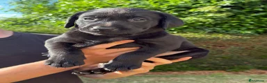 Labrador Retriever 4