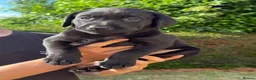 Labrador Retriever dogs for sale: KC Labrador pups for sale (fox red and black) in Shrewsbury - Advert 27