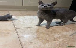 Russian Blue cats for sale: Pure Russian Blue Kittens  - Image 12