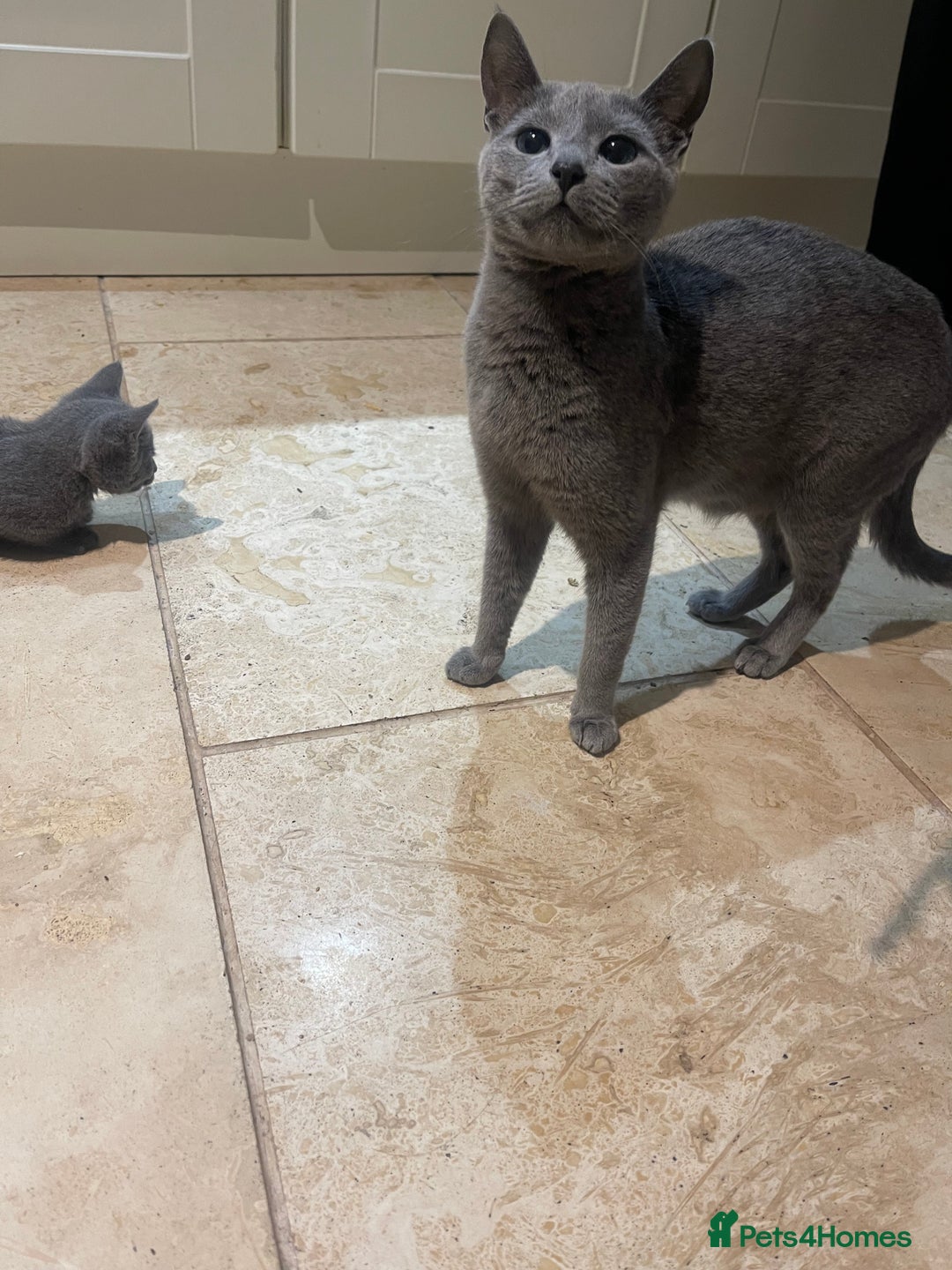 Russian Blue cats for sale: Pure Russian Blue Kittens  - Image 12
