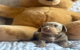 Miniature Dachshund dogs for sale: Kennel club registered dachshund puppys PRA clear  - Image 9