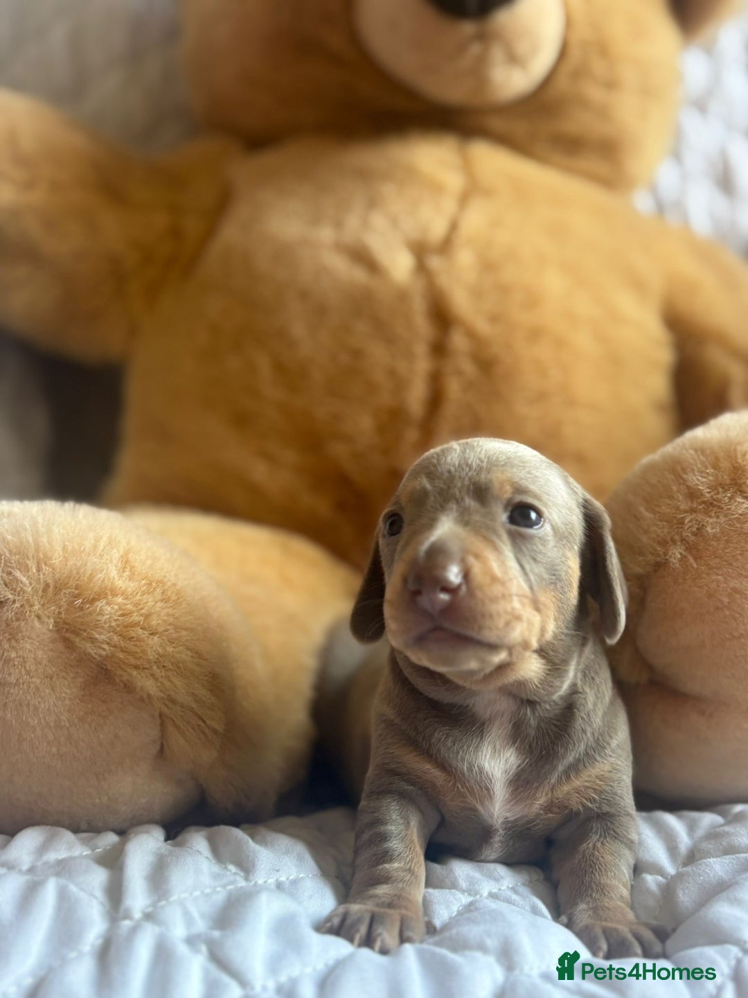 Miniature Dachshund dogs for sale: Kennel club registered dachshund puppys PRA clear  - Image 9