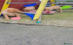Labrador Retriever dogs for sale: Labrador Fox Red - Image 26