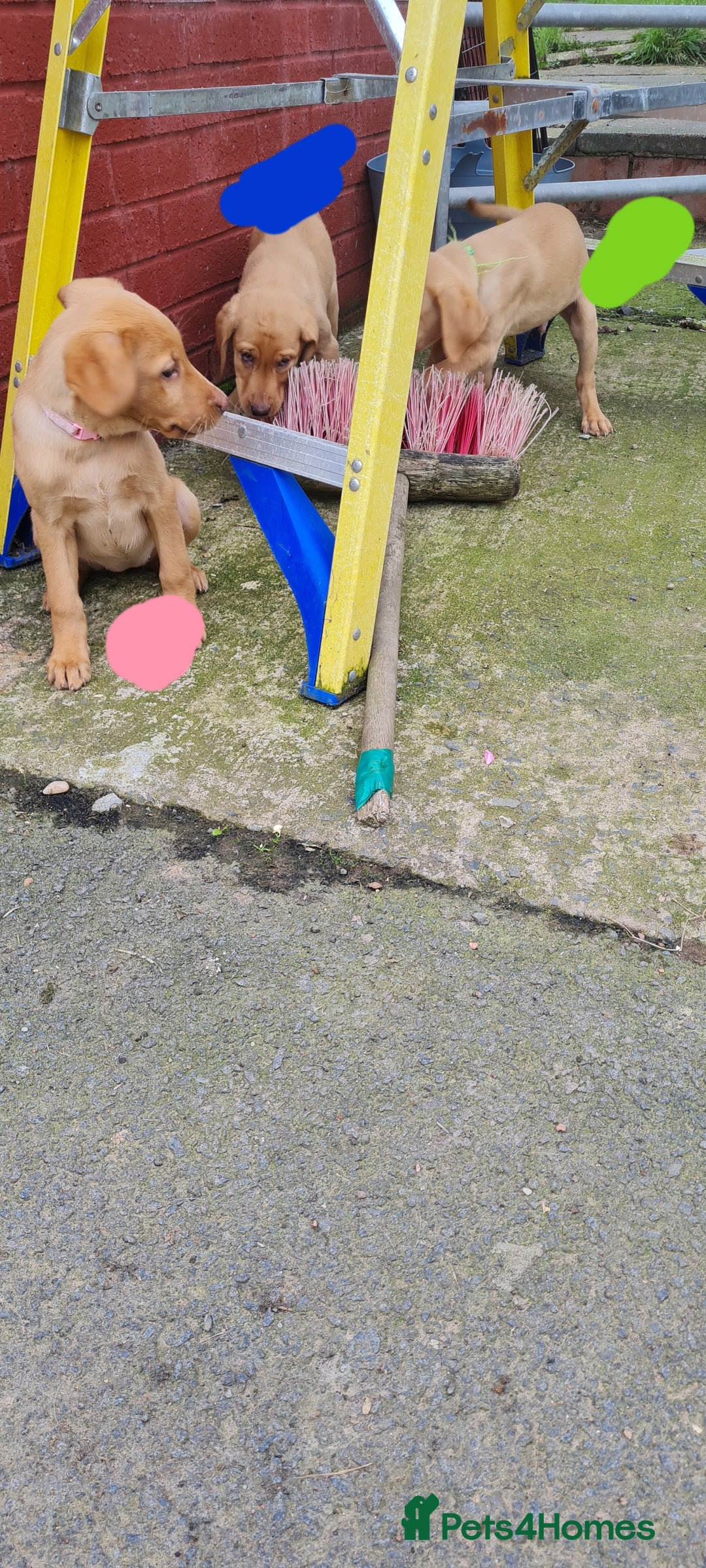 Labrador Retriever dogs for sale: Labrador Fox Red - Image 26