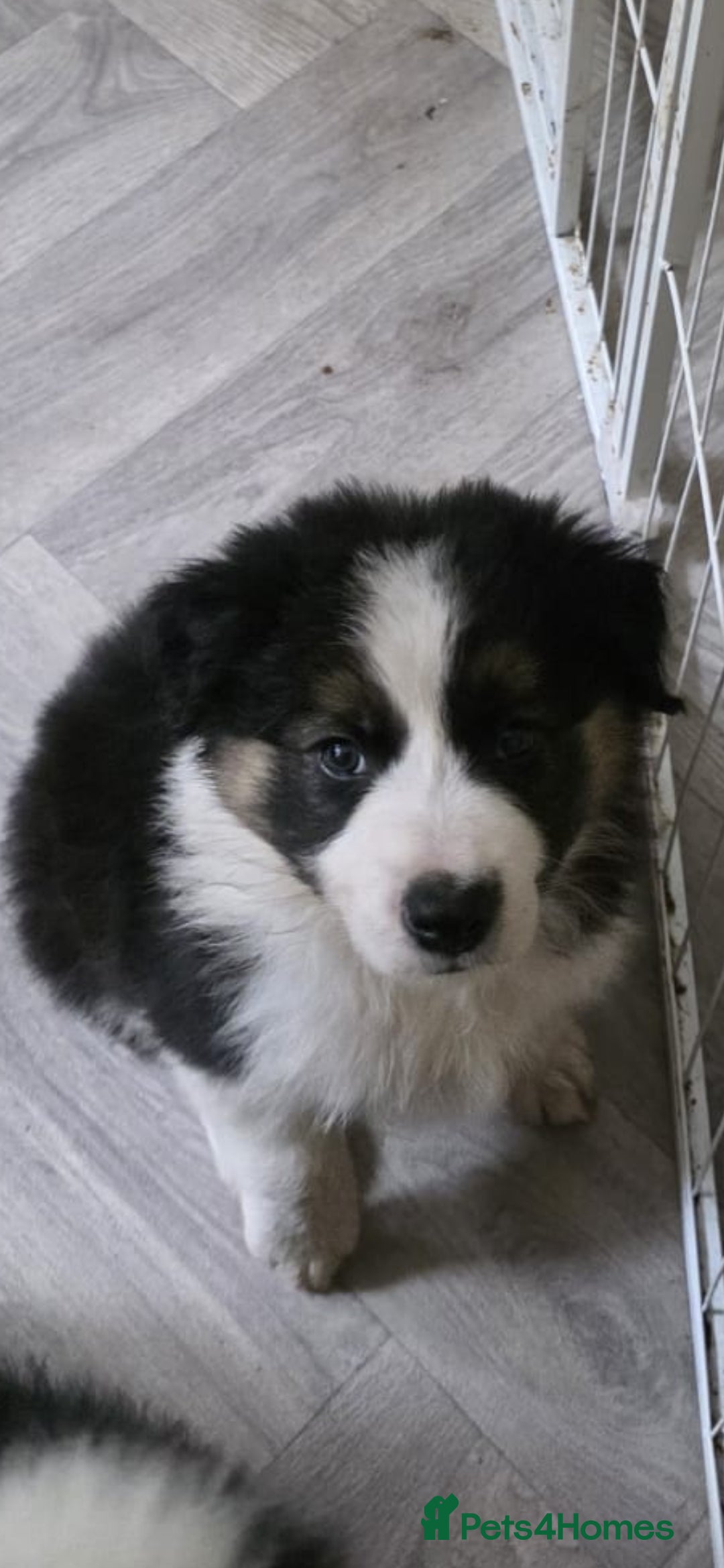 Border Collie dogs Home raised family border collie puppies - Advert 2