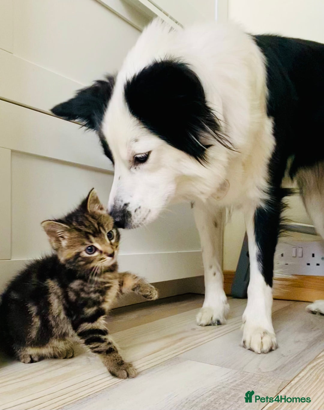 Border Collie dogs for sale: ❗️5⭐️ KC DNA tested champions LAST❗️border collie  - Advert 9