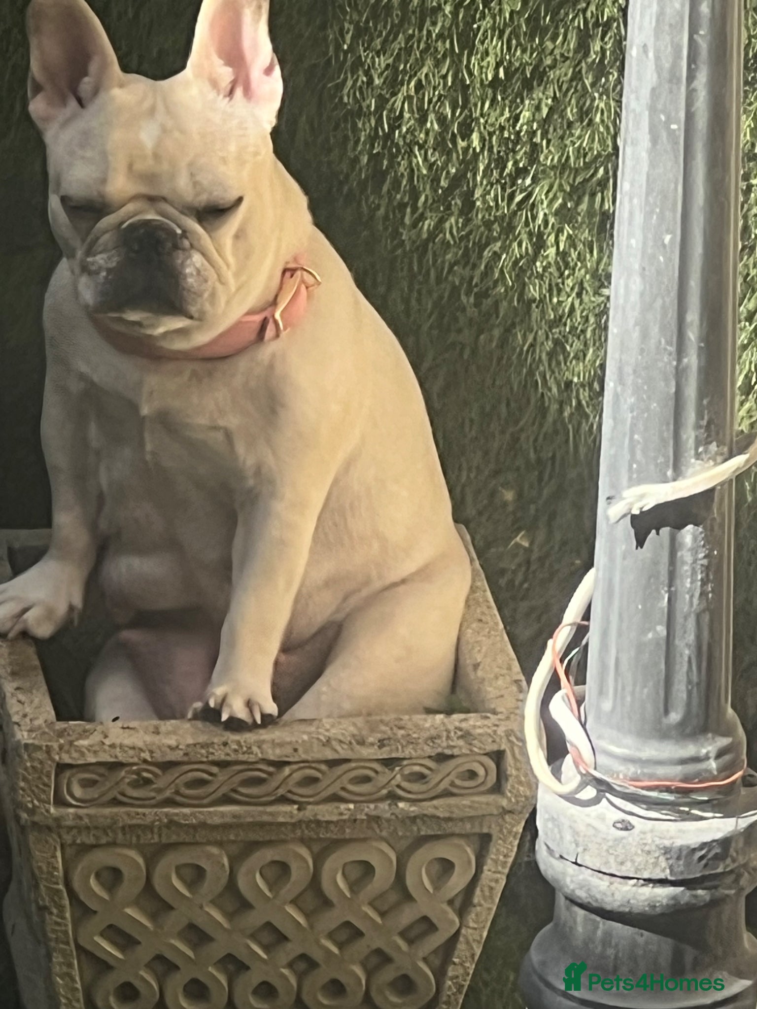 French Bulldog dogs for sale: 2 rare beautiful french bulldog 11 weeks old  - Advert 17
