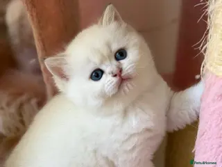 British Shorthair cats BRITISH SHORT HAIR NY12,GOLDEN , WHITE COLORPOINT - Advert 17