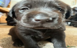Labrador Retriever dogs for sale: Labrador puppies (ONLY now 2 left) - Image 4