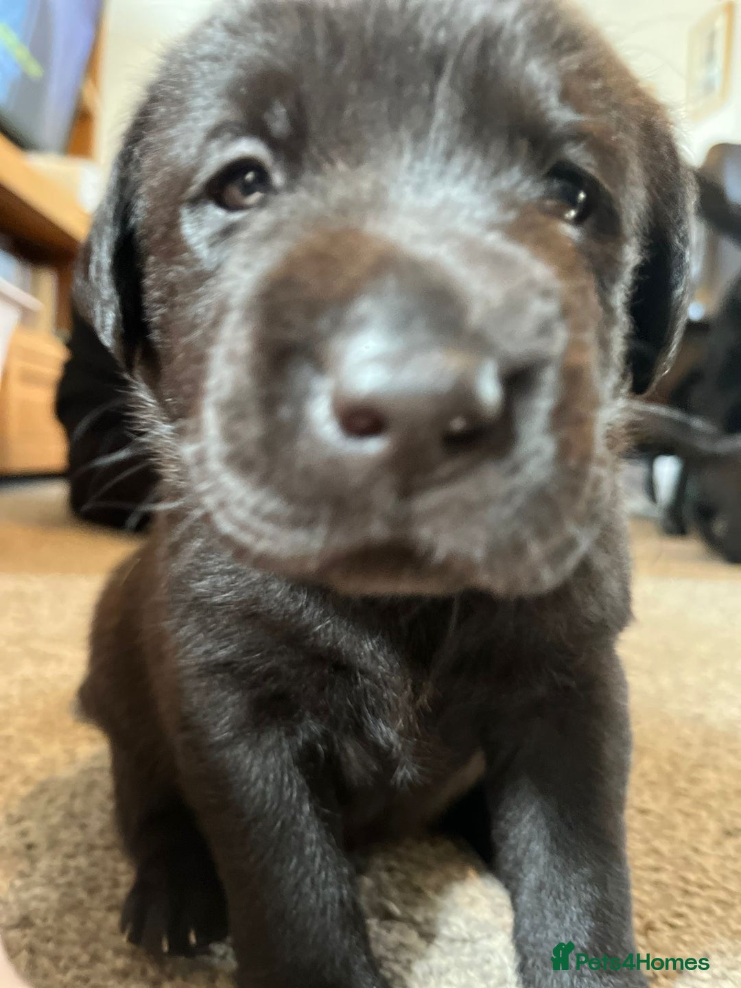 Labrador Retriever dogs for sale: Labrador puppies (ONLY now 2 left) - Image 4