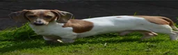 Miniature Dachshund dogs for sale: Mini smooth dachshund puppies  - Advert 10