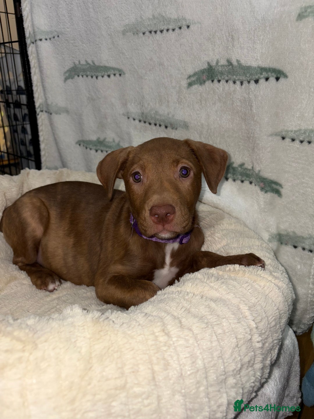 Mixed Breed dogs for sale: 6 Beautiful Fur Babies - Image 16