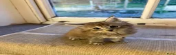 Maine Coon cats for sale: Silver Female Full Pedigree Maine Coon Kitten - Advert 7