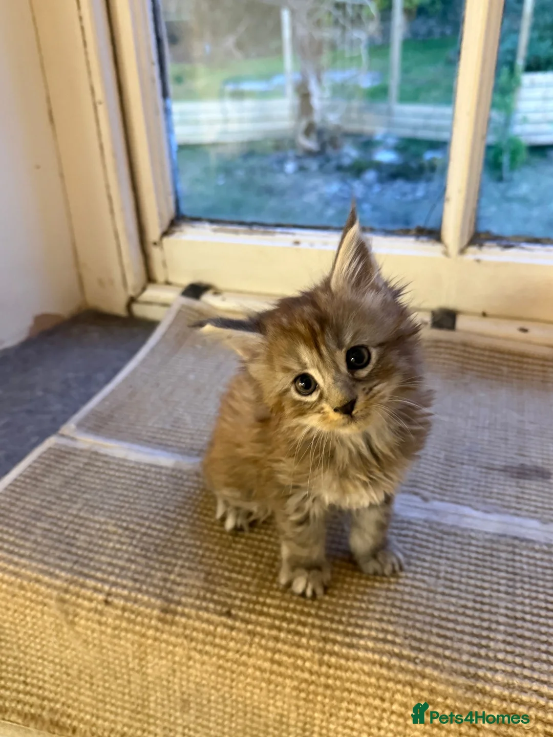 Maine Coon cats for sale: Silver Female Full Pedigree Maine Coon Kitten - Advert 7