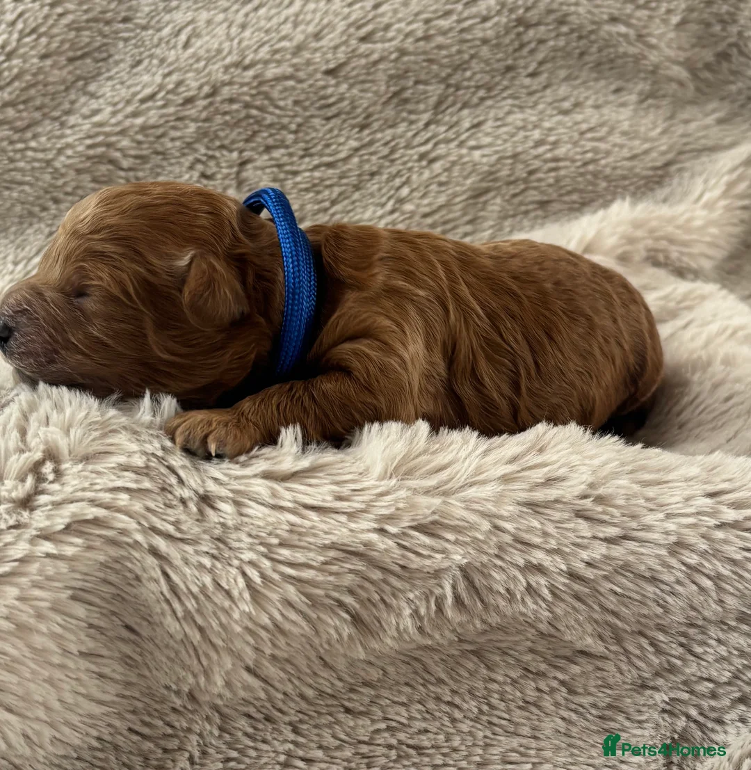 Cavapoo dogs for sale: Extensively Health Tested Toy Cavapoos - Advert 23