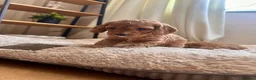 Cockapoo dogs for sale: Beautiful F2 Cockapoo Puppies  - Advert 23