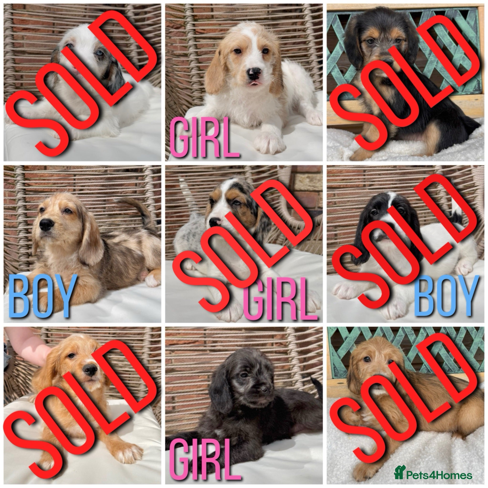 Mixed Breed dogs ⭐️⭐️Poogle Puppies (Beagle x Miniature Poodle)⭐️⭐️ - Advert 1